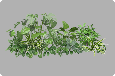 植物10