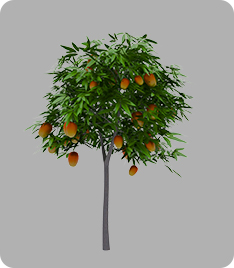 果树-芒果树