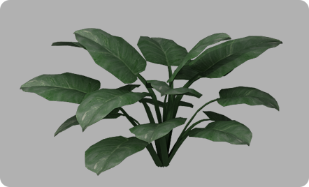 植物12