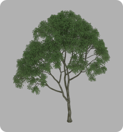 乔木-朴树